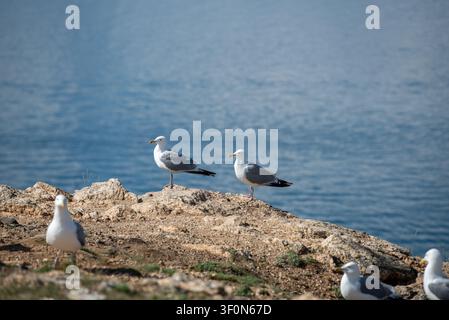 Eine Gruppe europäischer Möwen, die auf einem verwitterten Kalksteinfelsen entlang einer ruhigen blauen Mittelmeerküste sitzen und ruhen. Stockfoto