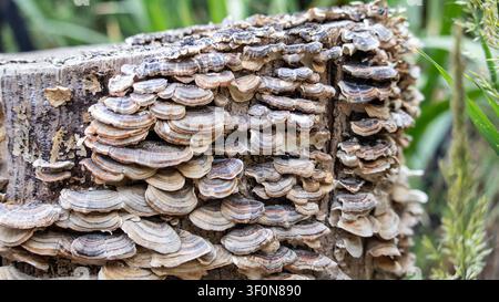 Dichter Turmanpilz, der auf einem verrottenden Baumstumpf wächst. Ein breites Umgebungs-Makrofoto eines toten Baumstumpfs, der vollständig mit Büscheln wilder Turmanpilze (Trametes versicolor) in einer Gartenumgebung bedeckt ist. Stockfoto