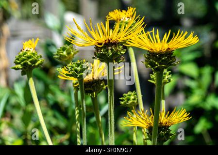 Inula Elecampane Helenium Asteraceae. Große gelbe Gänseblümchen-ähnliche Blüten. Stockfoto