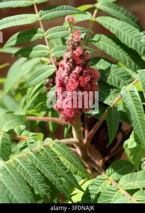 Staghorn Sumac, Rhus typhina, Anacardiaceae. UK. Rhus typhina, der Staghorn Sumac, ist eine blühende Pflanzenart aus der Familie der Anacardiaceae. Stockfoto