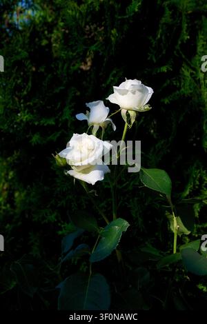 Drei makellose weiße Rosen mit zarten Blütenblättern, die im hellen Sonnenlicht eingefangen sind, vor einem satten dunkelgrünen Gartenhintergrund aus dichtem Laubwerk. Stockfoto