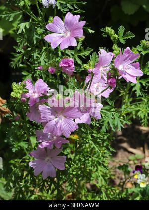 Musk-Malve, Malva moschata, Malvaceae. Britische Wildblume. UK. Diese ausdauernde Staude produziert fünfblättrige, rosa Blüten und hat behaarte Stängel. Stockfoto