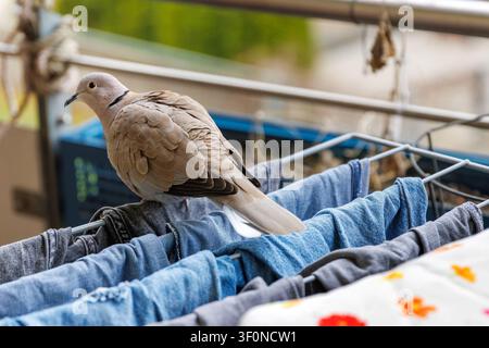 Eurasische Ringeltaube, die auf einem Wäschetrockengestell mit Wäsche auf einem Balkon sitzt. Konzept für städtische Wildtiere und häusliche Hygiene Stockfoto