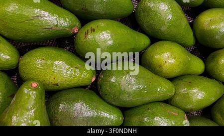 Frischer ganzer Avocado Stockfoto