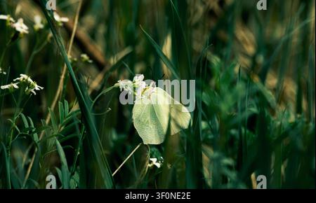 Schmetterling (Gemeiner Igelsträucher) auf dem Gras. Stockfoto