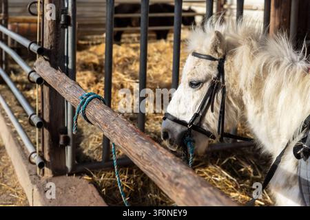 Weißes Pony mit Zaumzeug steht im Stall neben Holzgeländer und Strohbetten. Rustikales Bauernhofporträt fängt ruhigen Pferdeausdruck, flauschige Mähne ein Stockfoto