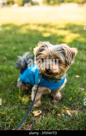 Chiswick Lunch Walk mit Teddy, London – 2026.06.25 – Kleiner Hund mit blauer Jacke an der Leine sitzt auf dem Gras in einem Park. Stockfoto