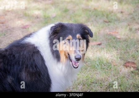 Ein dreifarbiger Collie schaut in die Kamera. Stockfoto