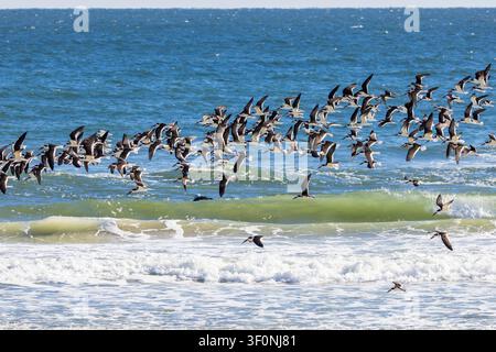 Ein Schwarm schwarzer Seeschwalben im Flug am Strand. Stockfoto