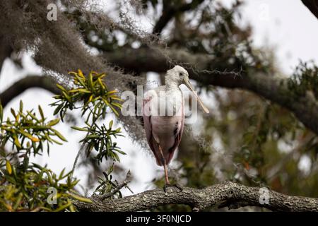 Ein einzelner rosafarbener Löffelschnabel mit schmutzigen Federn, der auf einem Bein in einem Baum steht und die Kamera ansieht Stockfoto