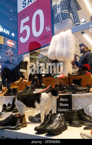 Straßensicht am Abend einer schwarz-weißen Katze, die zwischen Schuhen in einem Schaufenster steht, mit sichtbarem Sale, bis zu 50 Prozent Rabatt und Herrenschuhe oben Stockfoto