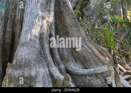 Nahaufnahme eines Baumstamms entlang des Silver River in Florida. Stockfoto