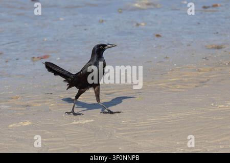 Eine Bootsschwanz-Dreigroschenlerche, die am Strand herumstolziert Stockfoto