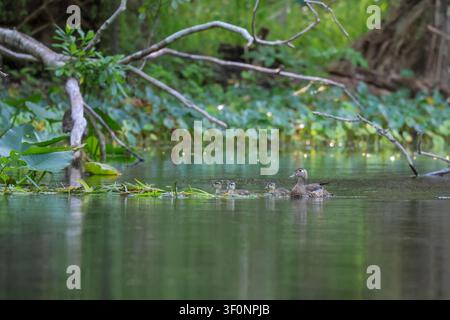 Eine Mutter-Waldente mit ihren Babys schwimmt entlang des Silver River in Florida Stockfoto