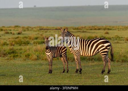Ebra steht kurz nach Sonnenaufgang in den Ebenen des Masai Mara Game Reserve in Kenia. Stockfoto