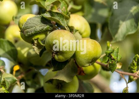 Grüne Äpfel an einem Obstbaum Stockfoto