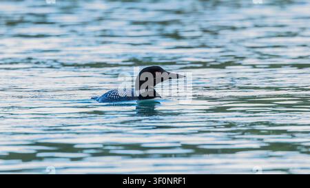 Ein gewöhnlicher Seetaucher schwimmt auf dem ruhigen Wasser der Kachemak-Bucht in Alaska Stockfoto