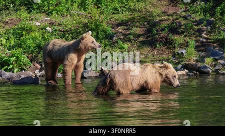 Zwei junge Braunbären stehen im flachen Wasser am Rand eines Sees Stockfoto