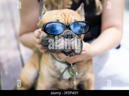 Süßer Fohlen-Französischer Bulldogge mit Sonnenbrille, gehalten vom Besitzer im Nahaufnahme-Porträt. Stockfoto