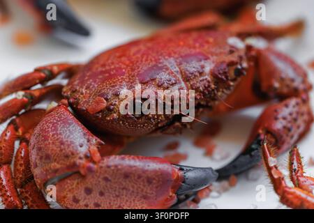 Nahaufnahme von Roter Krabbe mit Himalaya-Rosensalz auf weißem Teller Stockfoto