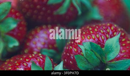 Makroaufnahme von reifen Erdbeeren, roten Erdbeeren Stockfoto