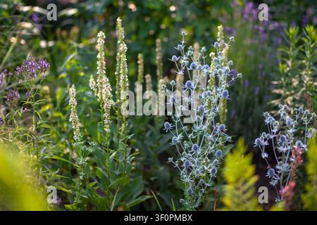 Natürliches Gartendesign. Eryngium planum blüht neben Verbascum chaixii, Verbena hastata. Sommerblühende Staudenblumen Stockfoto