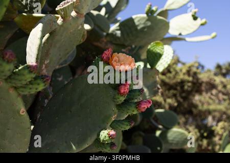 Nahaufnahme eines blühenden Kaktus der Opuntia mit orangefarbener Blüte und rosa Knospen in Malta. Stockfoto