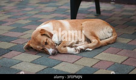 Müder streunender Hund schläft friedlich auf dem grünen Gras am Straßenrand. Stockfoto