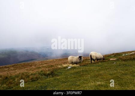 Zwei gehörnte Schafe grasen auf einem grasbewachsenen Hügel, während dichter Nebel über geschichtete Hügel im Hintergrund auf der Isle of Man zieht. Stockfoto