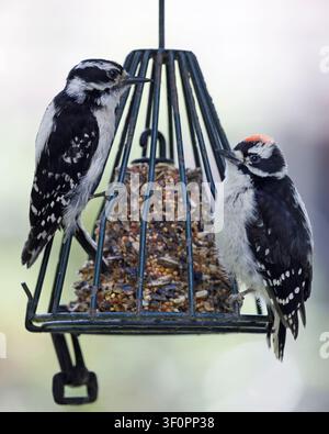 Blaumeise-Mutter, die auf einem Vogelhäuschen im Hinterhof mit ihrem jungen männlichen Küken sitzt. Dryobates pubescens Stockfoto