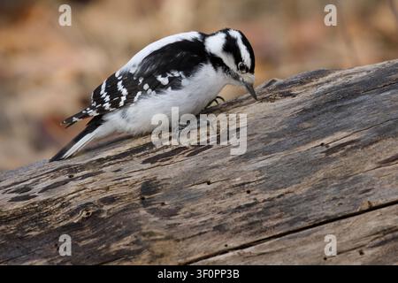 Blaumeise Weibchen, die an einem umgestürzten Baumstamm im Herbst füttert. Dryobates pubescens Stockfoto