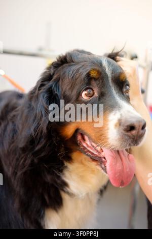 Berner Sennenhund schaut aufmerksam nach oben, während er gepflegt wird Stockfoto