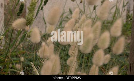 Lagurus ovatus Hasenschwanzgras Nahaufnahme — Flauschige weiße Ziergras-Ährchen bei natürlichem Licht, Küstenwiese Portugal Stockfoto