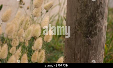 Lagurus ovatus Hasenschwanzgras Nahaufnahme — Flauschige weiße Ziergras-Ährchen bei natürlichem Licht, Küstenwiese Portugal Stockfoto