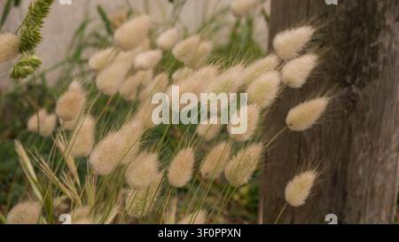 Lagurus ovatus Hasenschwanzgras Nahaufnahme — Flauschige weiße Ziergras-Ährchen bei natürlichem Licht, Küstenwiese Portugal Stockfoto