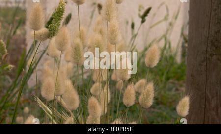 Lagurus ovatus Hasenschwanzgras Nahaufnahme — Flauschige weiße Ziergras-Ährchen bei natürlichem Licht, Küstenwiese Portugal Stockfoto