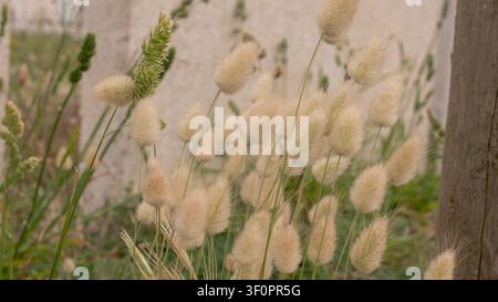 Lagurus ovatus Hasenschwanzgras Nahaufnahme — Flauschige weiße Ziergras-Ährchen bei natürlichem Licht, Küstenwiese Portugal Stockfoto
