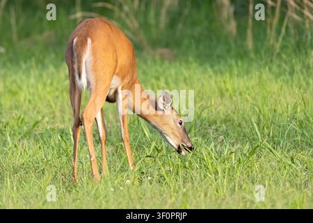 Weißwedelhirsch steht im Gras Stockfoto