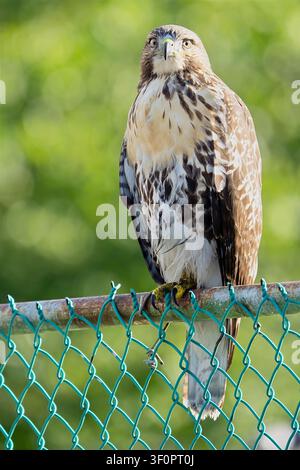 Großer Rotschwanzbussard, der auf einem Zaun sitzt Stockfoto