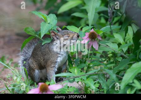 Ein Ostgrauhörnchen, Sciurus carolinensis, scheint die Blumen zu riechen. Stockfoto