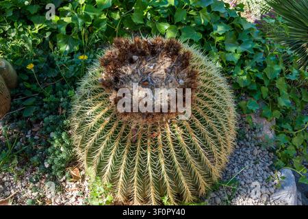 Ein großer goldener Barrel-Kaktus (Echinokaktus) mit scharfen gelben Nadeln blüht in einem mediterranen Kaktusgarten in Eze, umgeben von üppigem grünem Efeu an Stockfoto