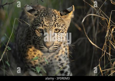 Porträt eines Leoparden (Panthera pardus), Khomas-Region, Namibia Stockfoto
