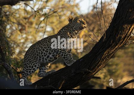 Leopard (Panthera Pardus) in einem Baum, Khomas Region, Namibia Stockfoto