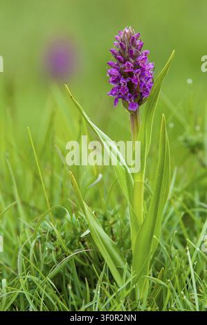 Dactylorhiza incarnata, fleischfarbene Orchidee, Orchideengewächse, Orchideen, Orchideenfamilie, Schweden, steifblättrige Orchidee, frühe März-Orchidee, Flora, große Größe Stockfoto