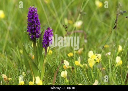 Dactylorhiza incarnata, Fabaceae, fleischfarbene Orchidee, gelbe Spargel-Erbse, Orchidaceae, Orchideen, Schmetterlinge, Schweden, Spargel-Erbse, Spargel-Klee Stockfoto