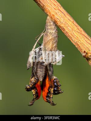 Kleiner Tortenshell-Schmetterling, der aus seiner Puppe schlüpft – ein schönes Symbol für neue Lebenshoffnung und die ewigen Wunder der Natur Stockfoto