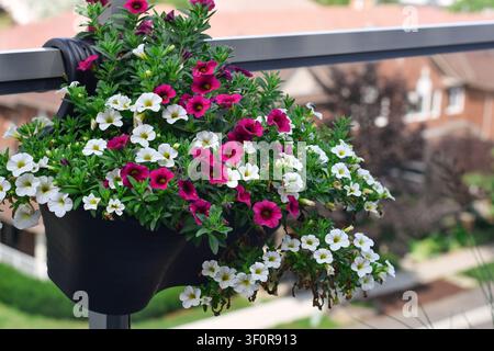 Augenhöhe-Nahaufnahme eines schwarzen Hängetopfes, gefüllt mit blühenden rosa und weißen Calibrachoa-Blumen auf einem Balkongeländer mit unscharfem Vorstadt-Hintergrund Stockfoto