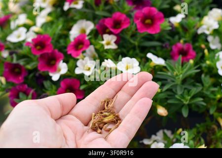 Nahaufnahme, die eine offene Handfläche zeigt, die einen kleinen Haufen getrockneter brauner Calibrachoa-Blüten hält, mit einer lebendigen blühenden Pflanze im unscharfen Hintergrund Stockfoto