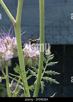 Bumblebee sammelt Nektar von blasslila Phacelia-Blüten zwischen hohen grünen Stängeln und zarten Farnwedeln, Pollen sichtbar auf dem Körper während das Insekt Stockfoto