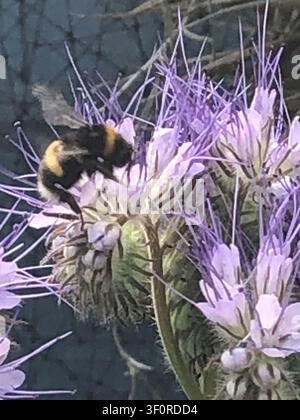 Bumblebee, der Nektar und Pollen aus einem Büschel lila Phacelia-Blüten in einer Gartensituation sammelt, Nahaufnahme des Insekts auf den Blüten, die Stockfoto